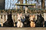 SCOTTISH TERRIER 159